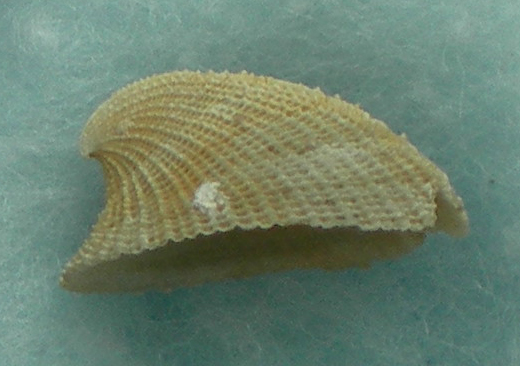 Emarginula sicula